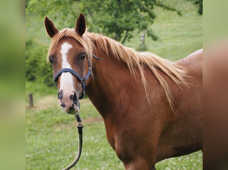 Purosangue arabo Castrone 9 Anni 160 cm Sauro in Clairvaux-d&#x27;Aveyron