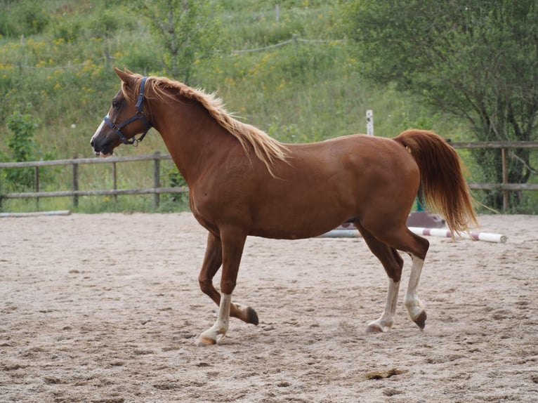 Purosangue arabo Castrone 9 Anni 160 cm Sauro in Clairvaux-d&#x27;Aveyron