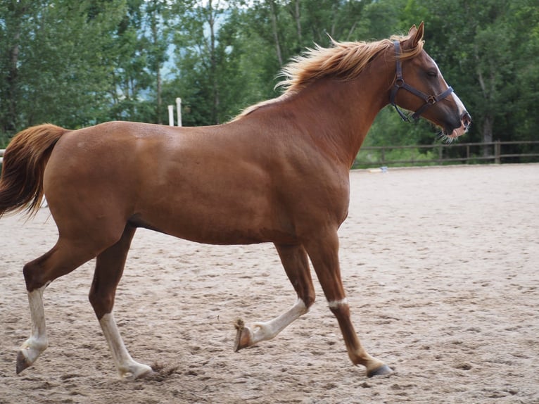 Purosangue arabo Castrone 9 Anni 160 cm Sauro in Clairvaux-d&#x27;Aveyron