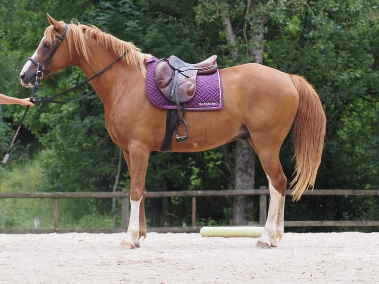 Purosangue arabo Castrone 9 Anni 160 cm Sauro in Clairvaux-d&#x27;Aveyron