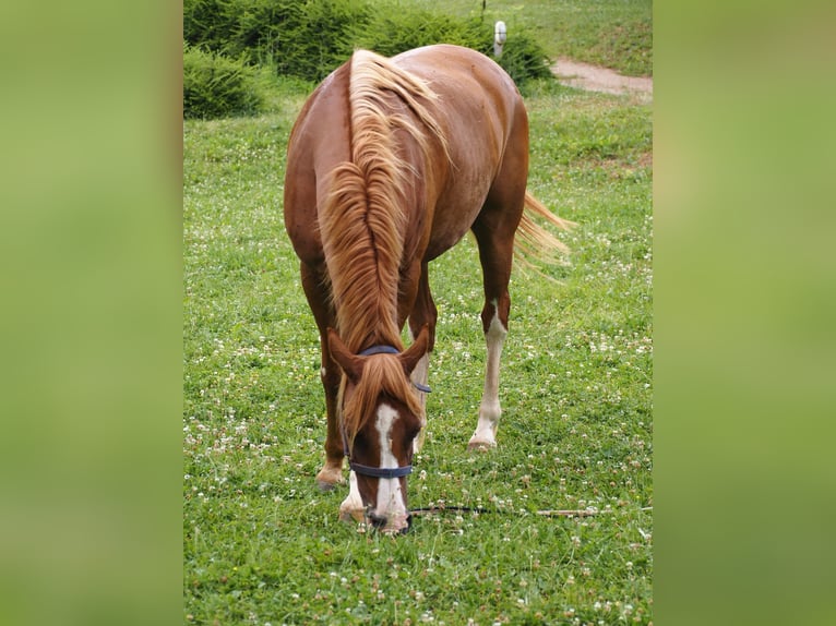 Purosangue arabo Castrone 9 Anni 160 cm Sauro in Clairvaux-d&#x27;Aveyron
