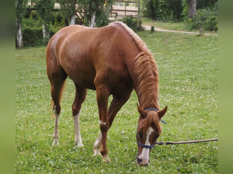 Purosangue arabo Castrone 9 Anni 160 cm Sauro in Clairvaux-d&#x27;Aveyron