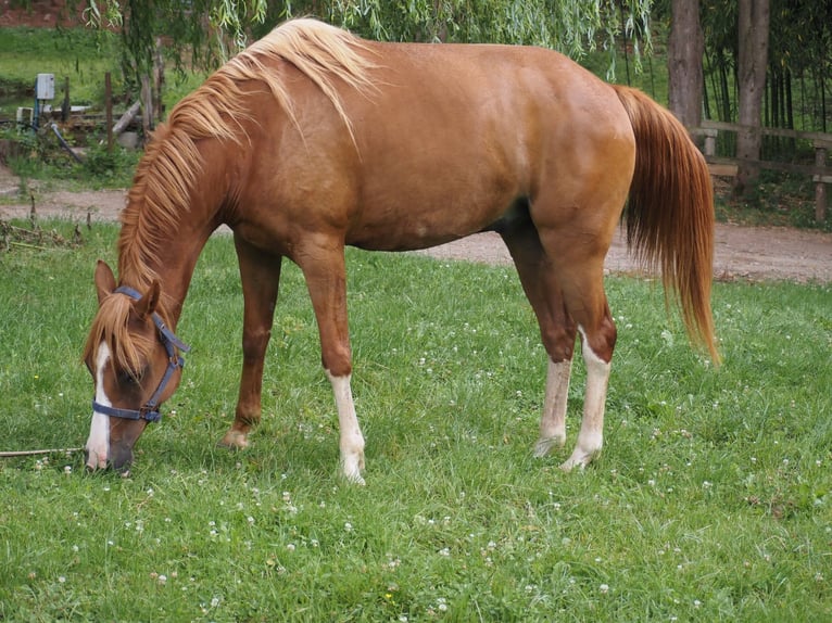 Purosangue arabo Castrone 9 Anni 160 cm Sauro in Clairvaux-d&#x27;Aveyron