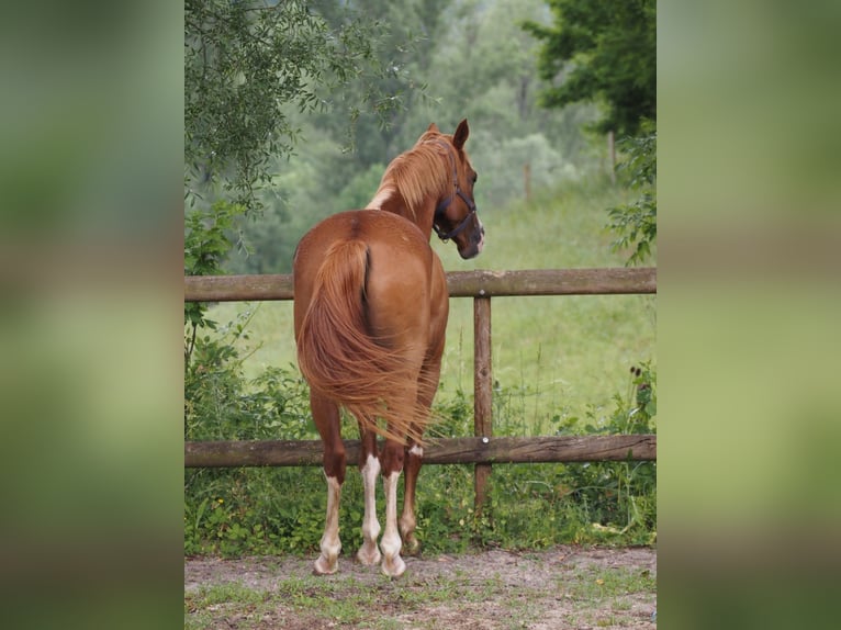 Purosangue arabo Castrone 9 Anni 160 cm Sauro in Clairvaux-d&#x27;Aveyron
