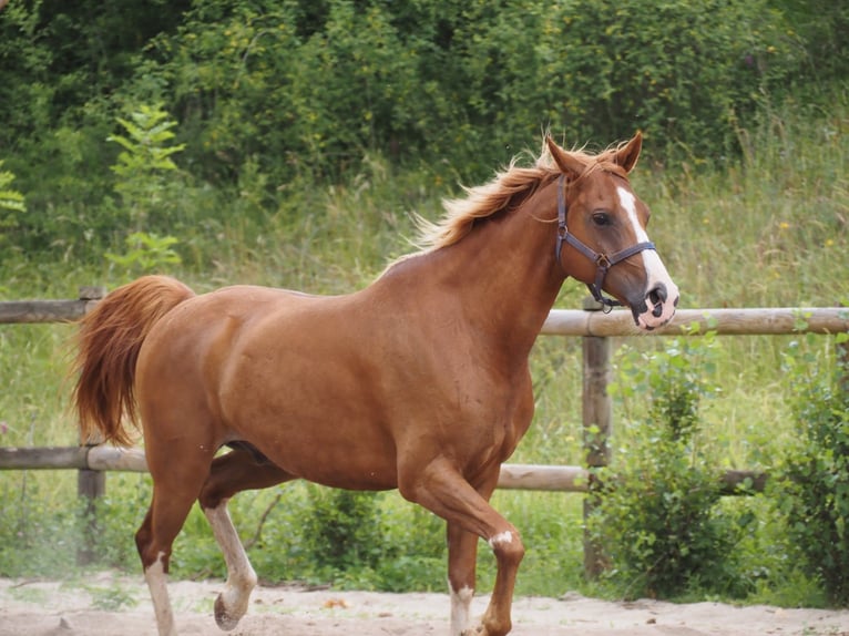 Purosangue arabo Castrone 9 Anni 160 cm Sauro in Clairvaux-d&#x27;Aveyron