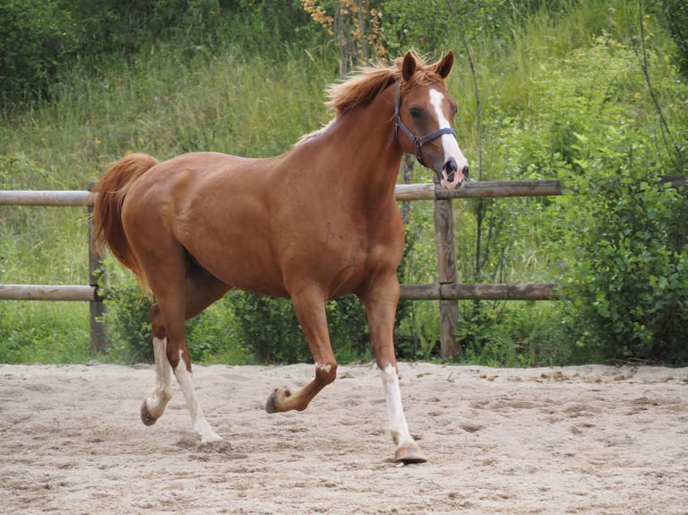 Purosangue arabo Castrone 9 Anni 160 cm Sauro in Clairvaux-d&#x27;Aveyron