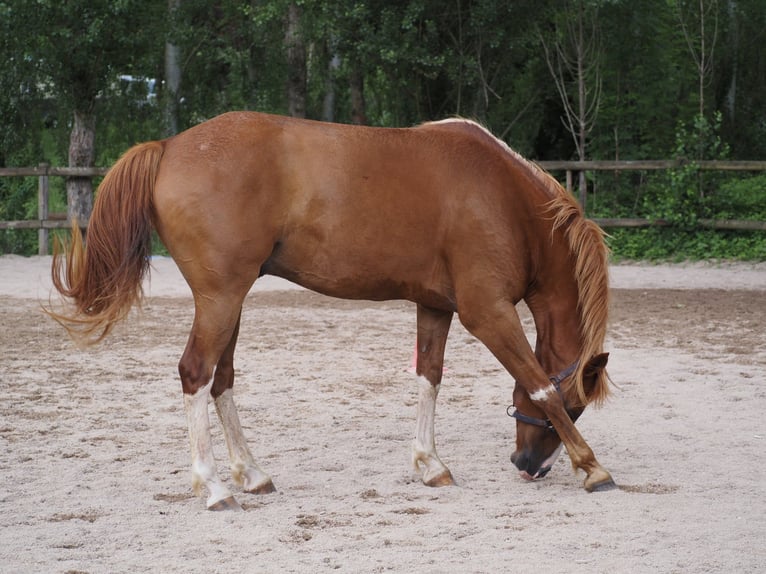 Purosangue arabo Castrone 9 Anni 160 cm Sauro in Clairvaux-d&#x27;Aveyron