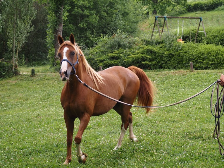 Purosangue arabo Castrone 9 Anni 160 cm Sauro in Clairvaux-d&#x27;Aveyron