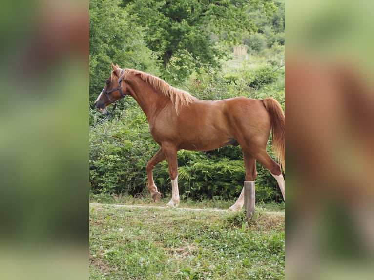 Purosangue arabo Castrone 9 Anni 160 cm Sauro in Clairvaux-d&#x27;Aveyron
