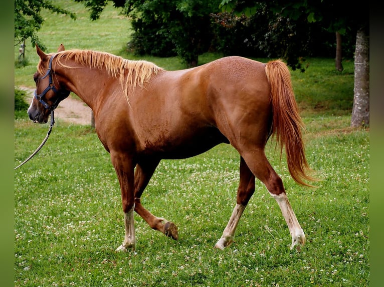 Purosangue arabo Castrone 9 Anni 160 cm Sauro in Clairvaux-d&#x27;Aveyron