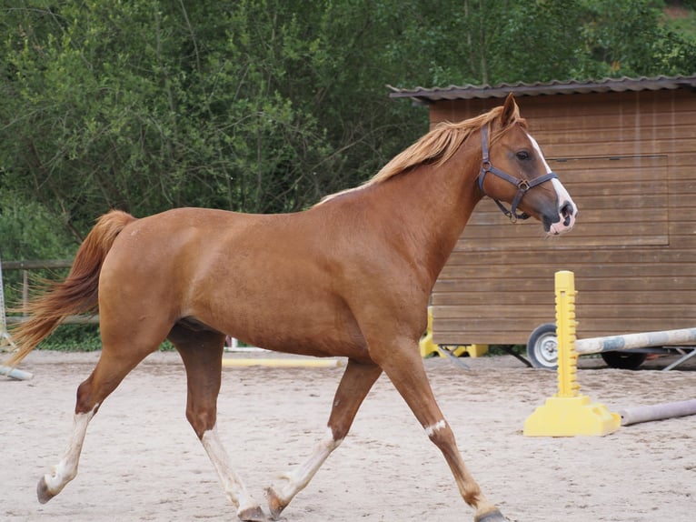 Purosangue arabo Castrone 9 Anni 160 cm Sauro in Clairvaux-d&#x27;Aveyron