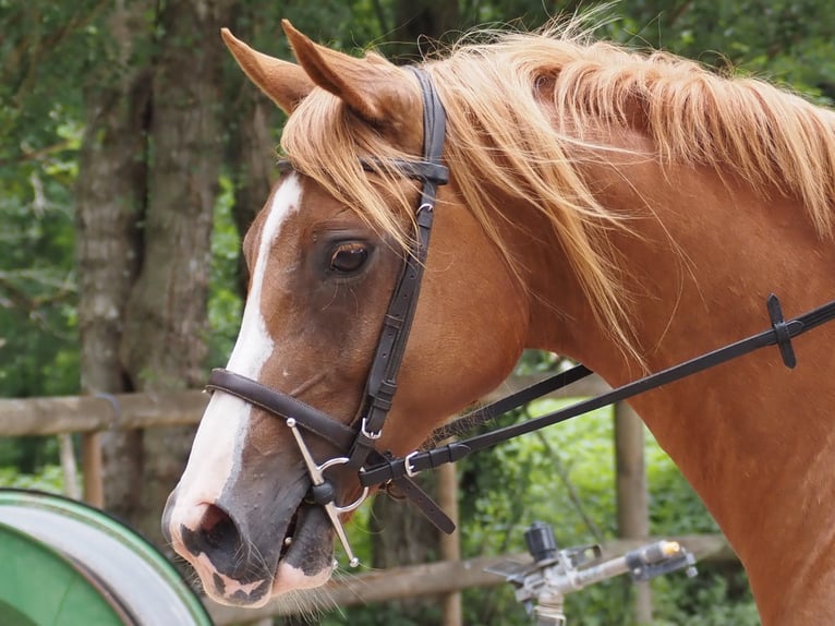Purosangue arabo Castrone 9 Anni 160 cm Sauro in Clairvaux-d&#x27;Aveyron