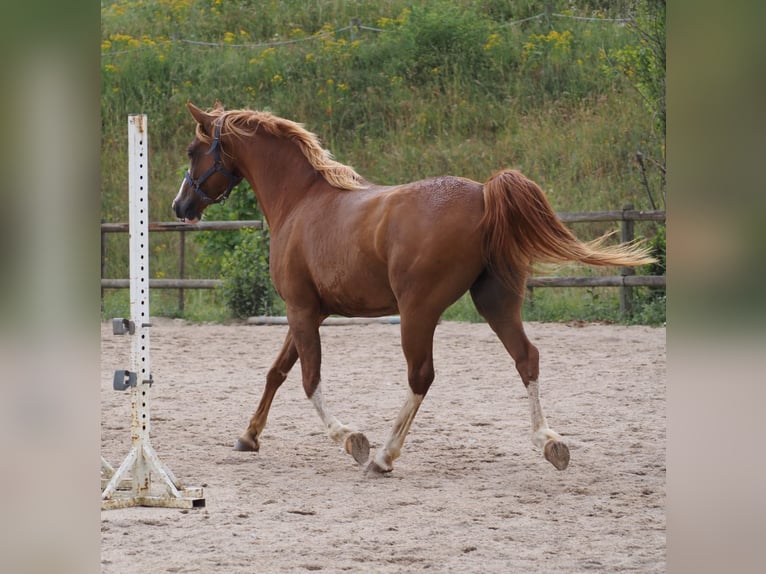 Purosangue arabo Castrone 9 Anni 160 cm Sauro in Clairvaux-d&#x27;Aveyron