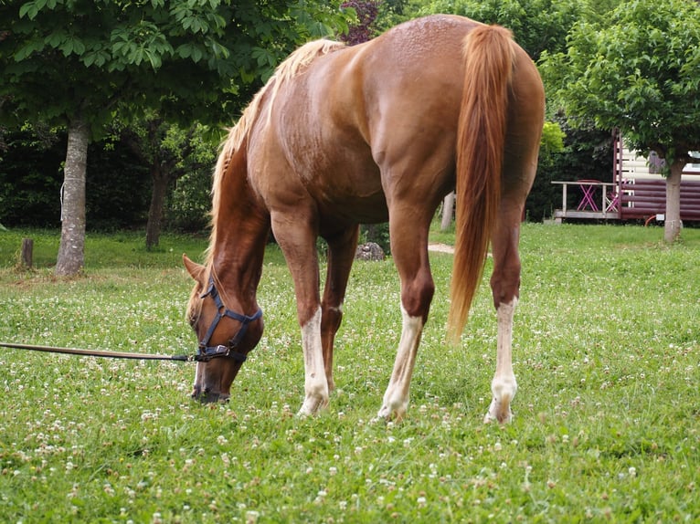 Purosangue arabo Castrone 9 Anni 160 cm Sauro in Clairvaux-d&#x27;Aveyron