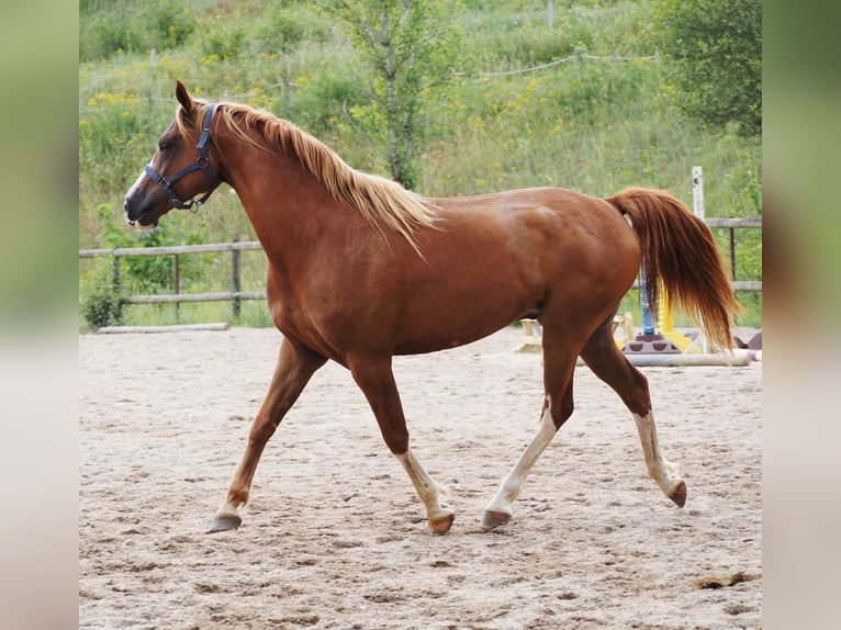 Purosangue arabo Castrone 9 Anni 160 cm Sauro in Clairvaux-d&#x27;Aveyron