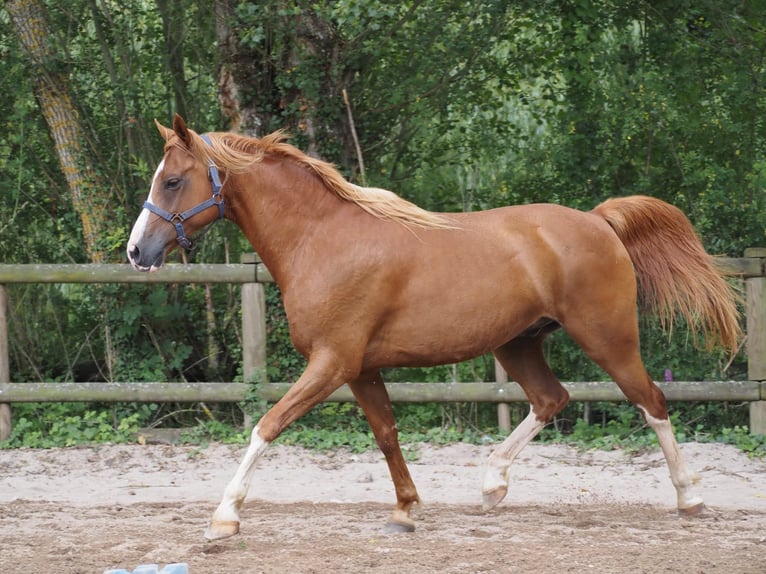 Purosangue arabo Castrone 9 Anni 160 cm Sauro in Clairvaux-d&#x27;Aveyron