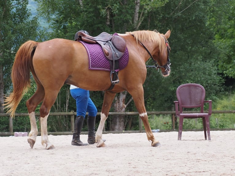 Purosangue arabo Castrone 9 Anni 160 cm Sauro in Clairvaux-d&#x27;Aveyron