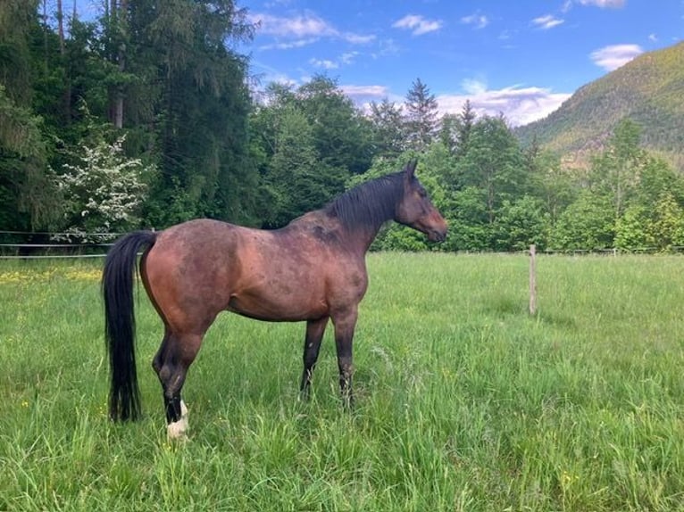 Purosangue arabo Castrone 9 Anni 161 cm Baio scuro in Gmunden