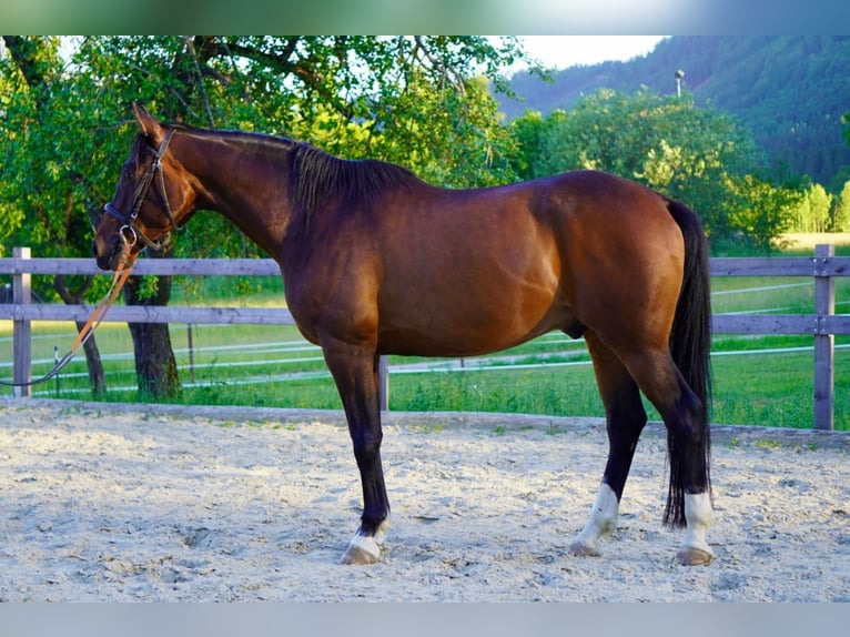Purosangue arabo Castrone 9 Anni 161 cm Baio scuro in Gmunden