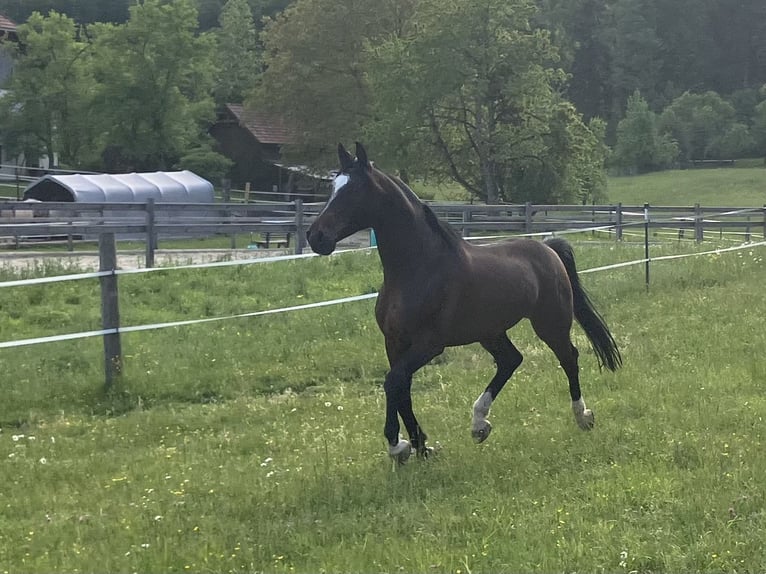 Purosangue arabo Castrone 9 Anni 161 cm Baio scuro in Gmunden