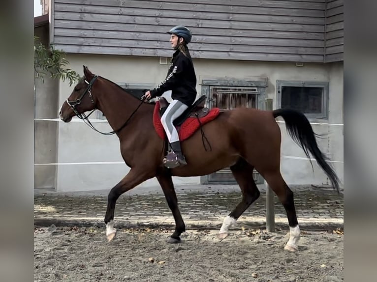 Purosangue arabo Castrone 9 Anni 163 cm Baio ciliegia in Penthaz