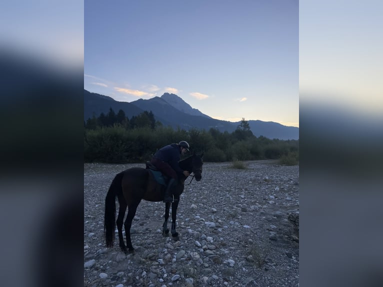 Purosangue arabo Giumenta 10 Anni 153 cm Baio in Graz