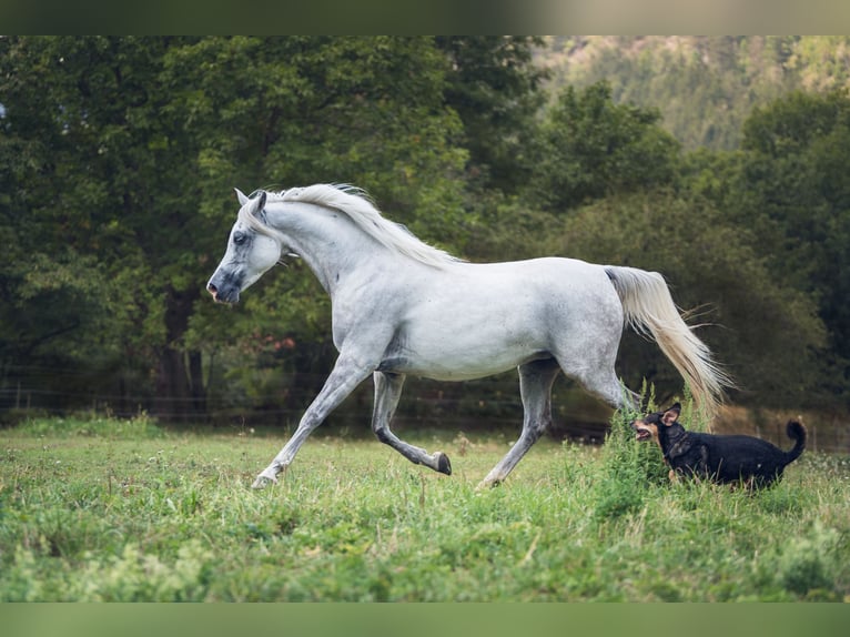 Purosangue arabo Giumenta 10 Anni 154 cm Grigio in Riedlingsdorf