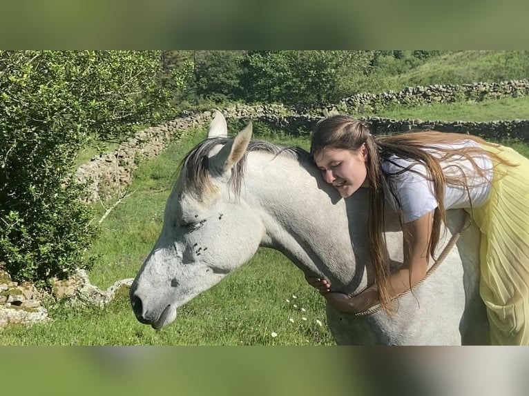 Purosangue arabo Giumenta 10 Anni 155 cm Grigio trotinato in Ahrensbök