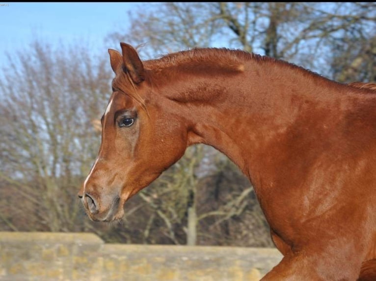 Purosangue arabo Giumenta 10 Anni 155 cm Sauro in Szydłów