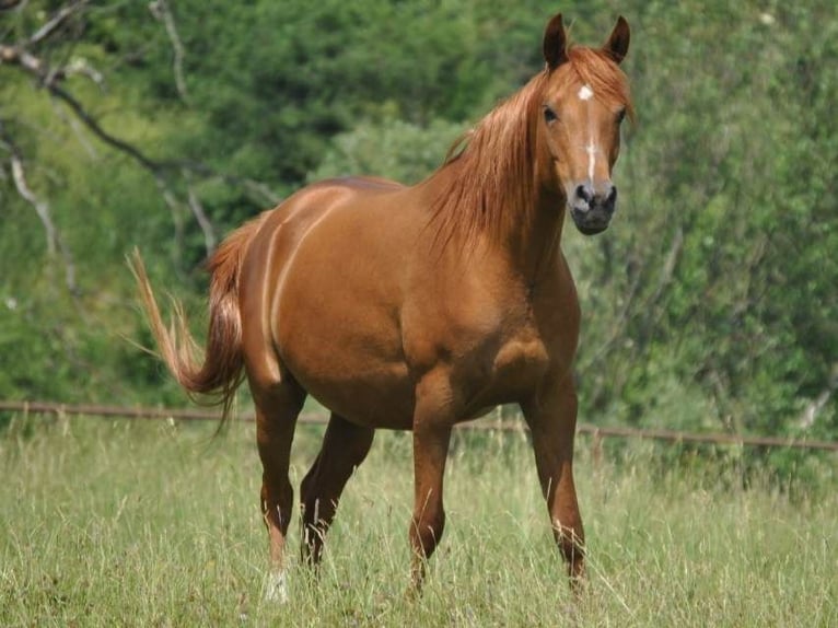 Purosangue arabo Giumenta 10 Anni 155 cm Sauro in Szydłów