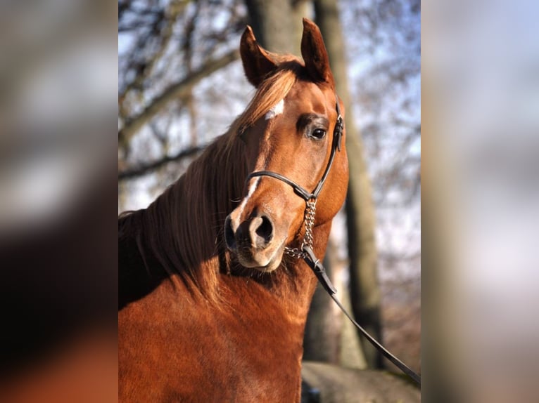Purosangue arabo Giumenta 10 Anni 155 cm Sauro in Szydłów