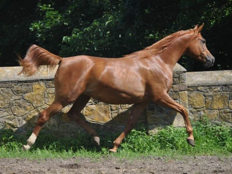 Purosangue arabo Giumenta 10 Anni 155 cm Sauro in Szydłów