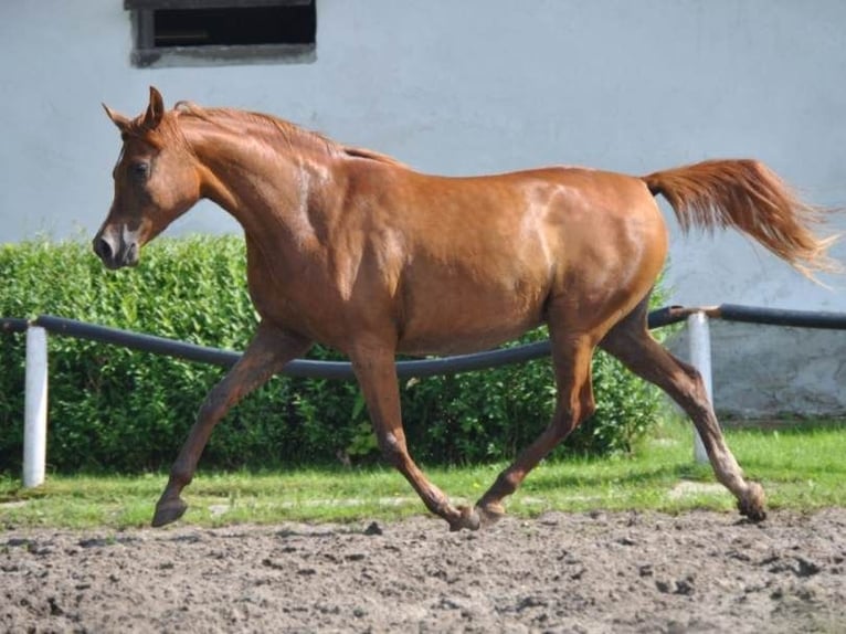 Purosangue arabo Giumenta 10 Anni 155 cm Sauro in Szydłów