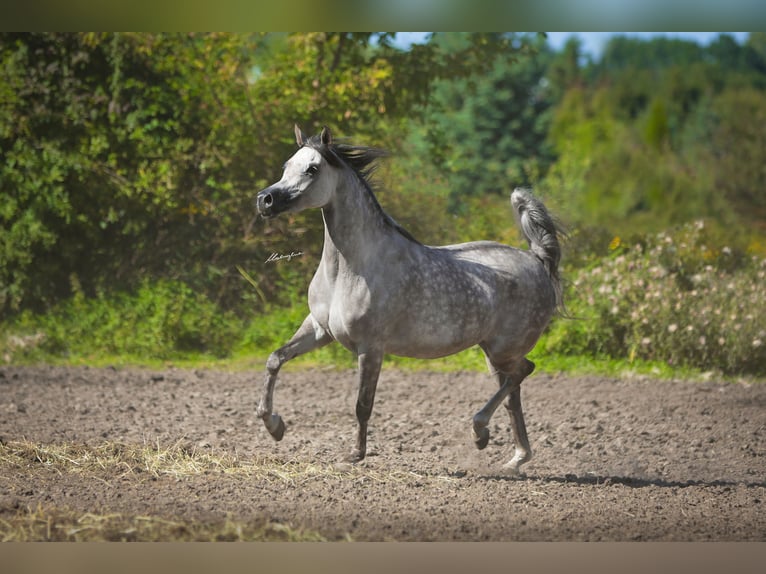 Purosangue arabo Giumenta 10 Anni 156 cm Grigio in Stryków