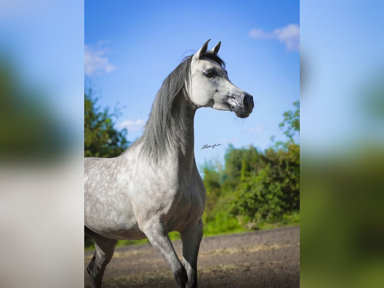 Purosangue arabo Giumenta 10 Anni 156 cm Grigio in Poland