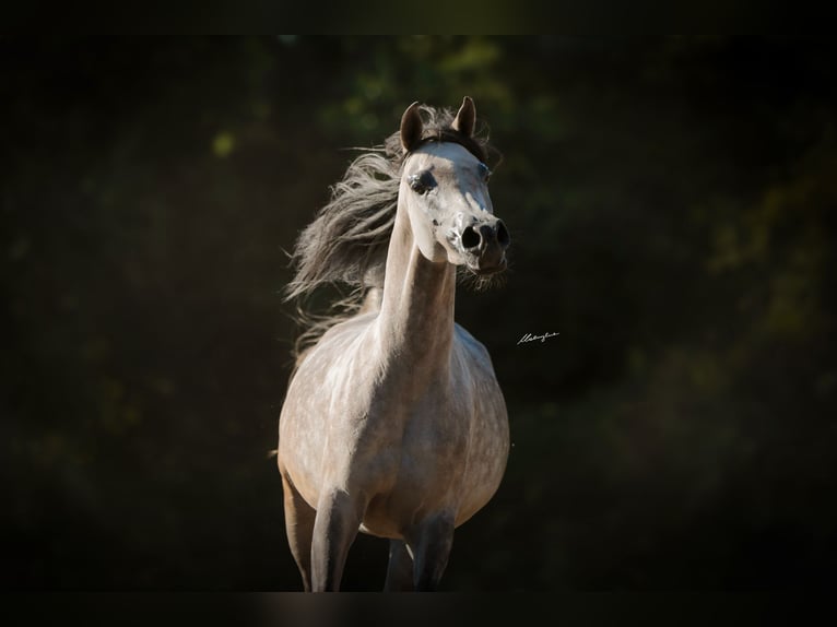 Purosangue arabo Giumenta 10 Anni 156 cm Grigio in Poland