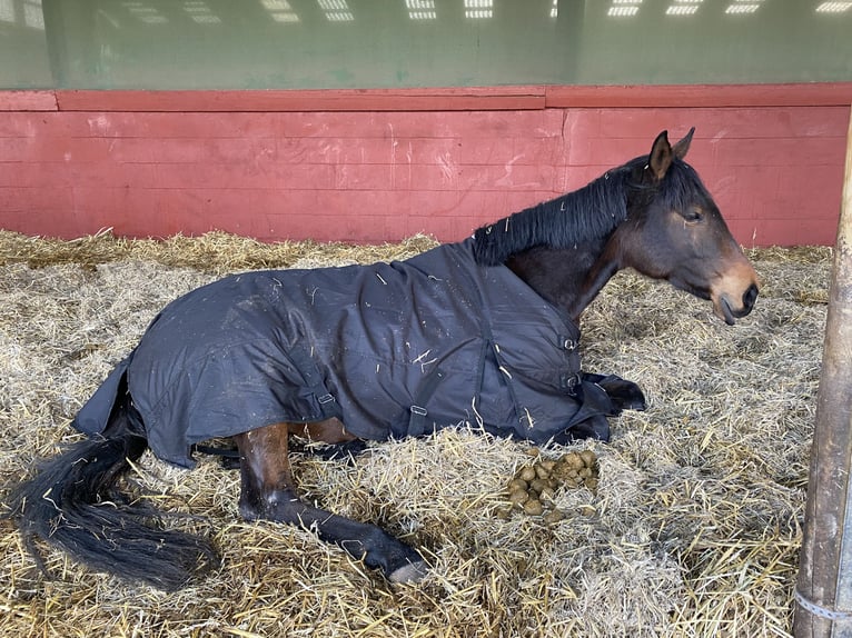 Purosangue arabo Giumenta 10 Anni Baio in Neudorf