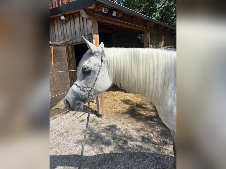 Purosangue arabo Giumenta 10 Anni Grigio in Riedlingsdorf