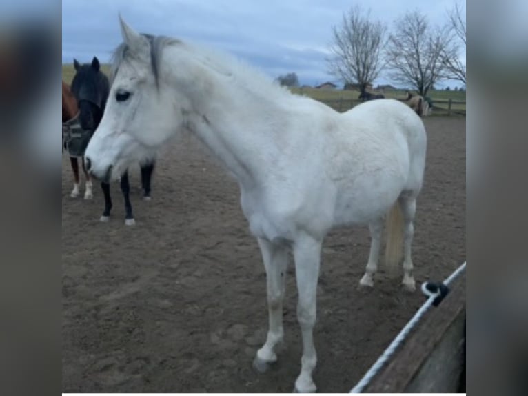 Purosangue arabo Giumenta 11 Anni 148 cm Grigio in Kempten
