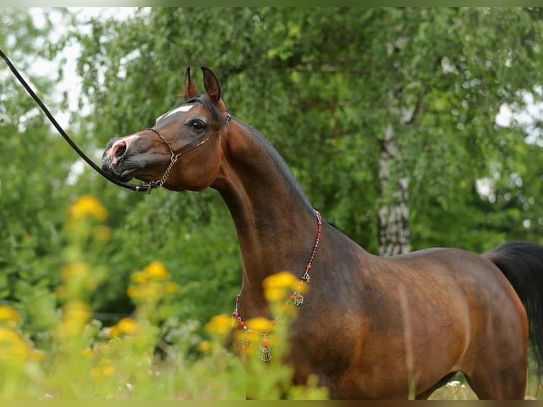 Purosangue arabo Giumenta 11 Anni 150 cm Baio scuro in Lodz