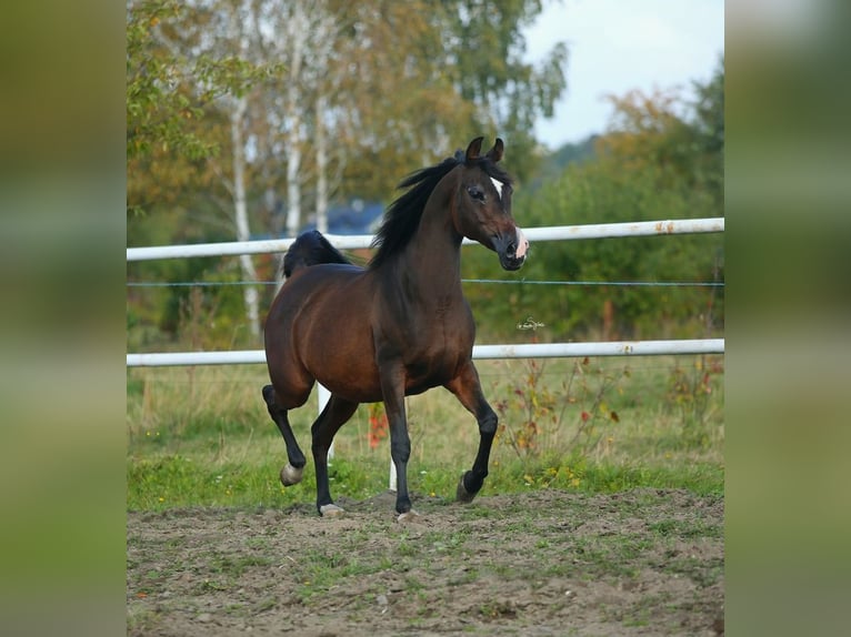 Purosangue arabo Giumenta 11 Anni 150 cm Baio scuro in Lodz