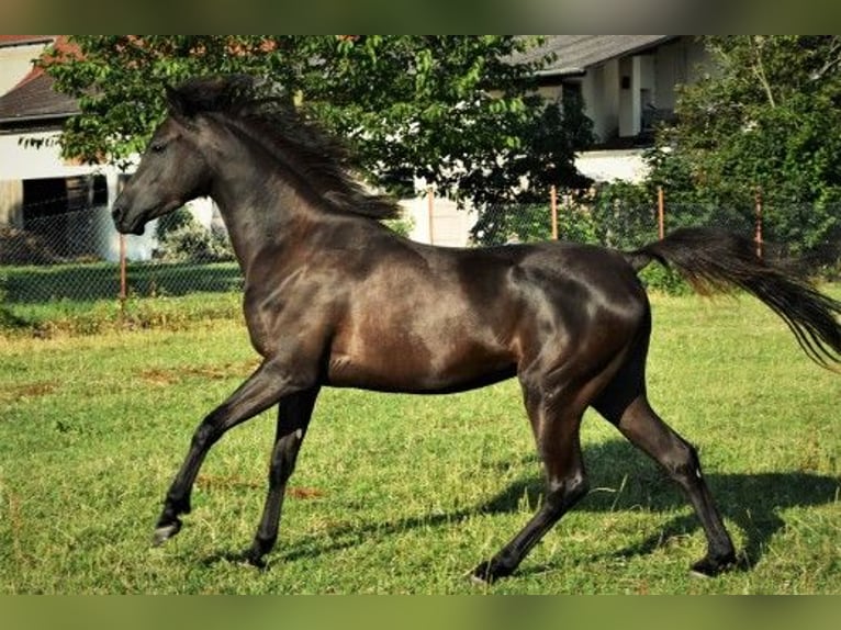 Purosangue arabo Giumenta 11 Anni 152 cm Morello in Ehingen an der Donau