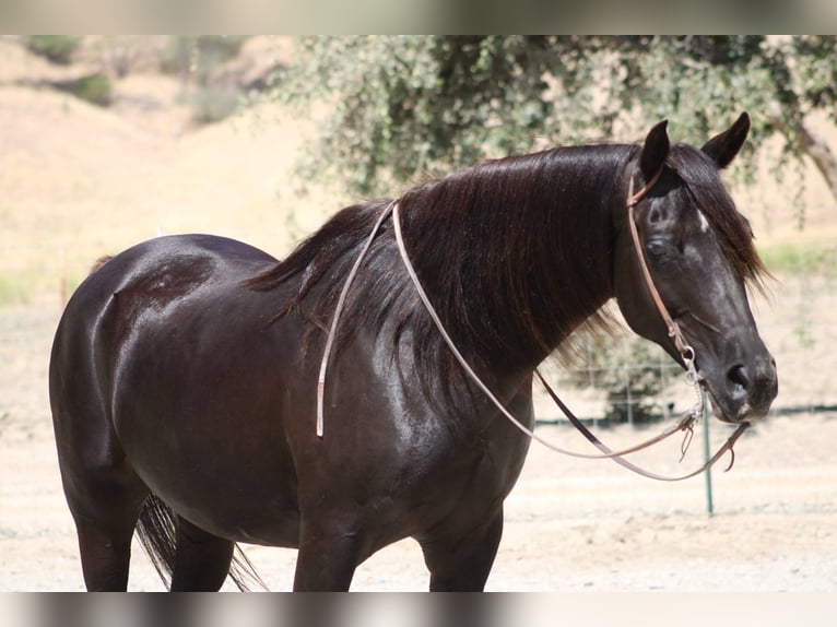 Purosangue arabo Giumenta 11 Anni 152 cm Morello in Bitterwater CA
