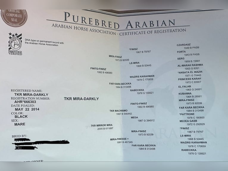 Purosangue arabo Giumenta 11 Anni 152 cm Morello in Bitterwater CA
