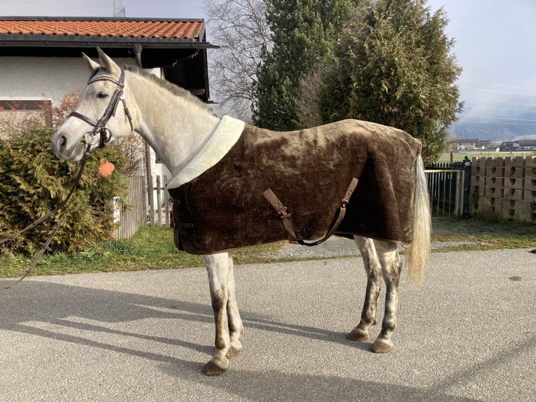 Purosangue arabo Giumenta 11 Anni 153 cm Grigio rossastro in Saalfelden