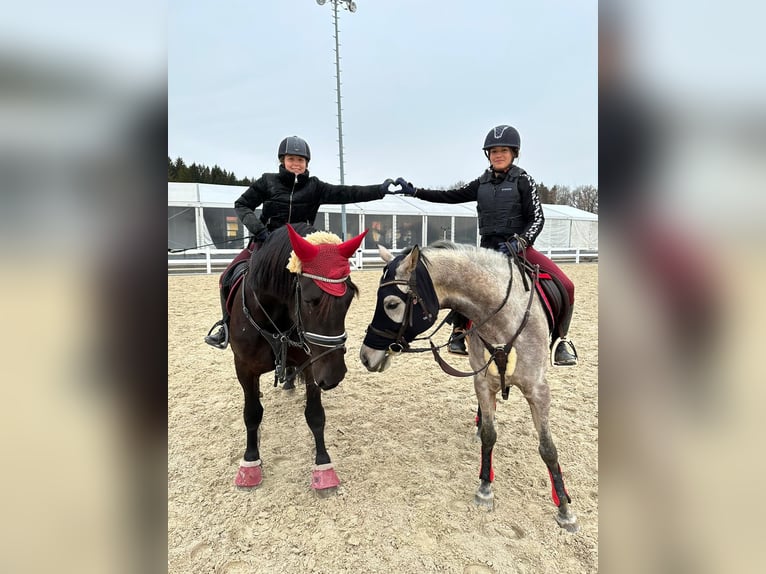 Purosangue arabo Giumenta 11 Anni 153 cm Grigio rossastro in Saalfelden