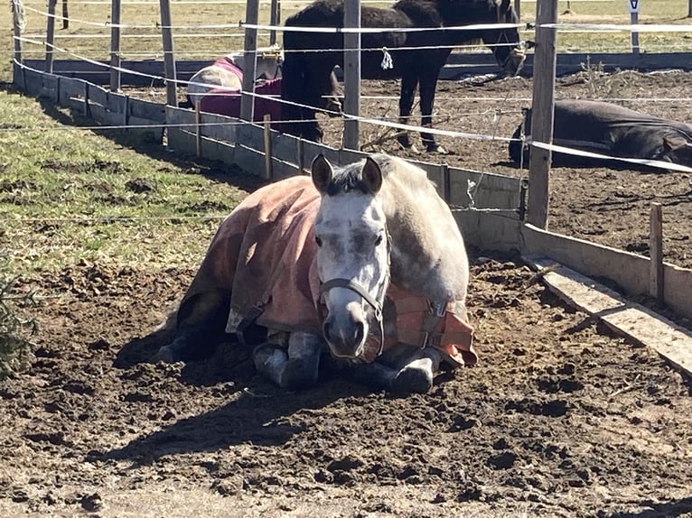 Purosangue arabo Giumenta 11 Anni 153 cm Grigio rossastro in Saalfelden