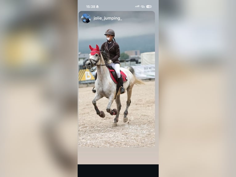 Purosangue arabo Giumenta 11 Anni 153 cm Grigio rossastro in Saalfelden