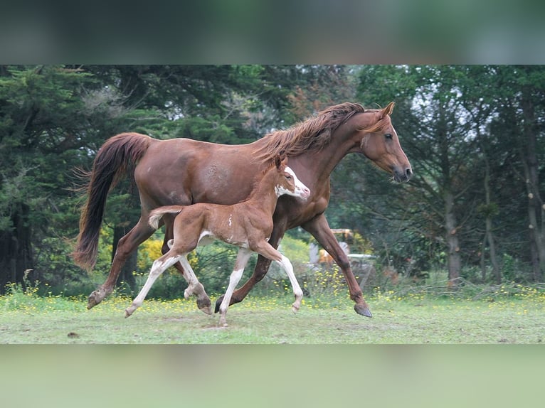 Purosangue arabo Giumenta 11 Anni 153 cm Sauro scuro in GOVEN