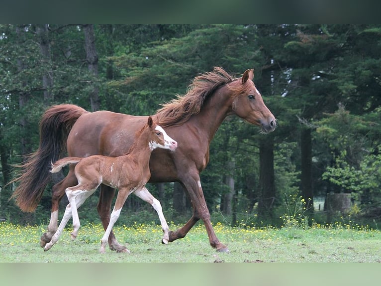 Purosangue arabo Giumenta 11 Anni 153 cm Sauro scuro in GOVEN